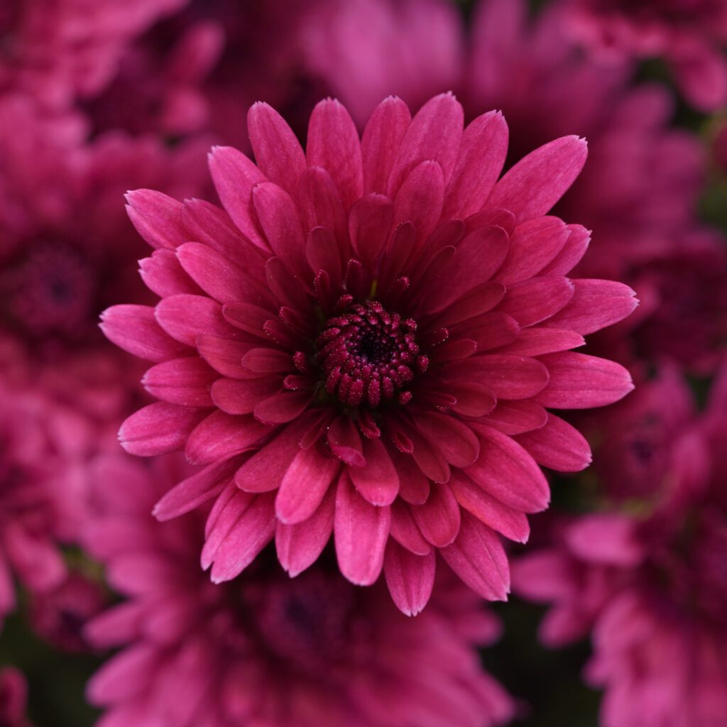 Garden Mum 'Cosmic Galaxy Purple'