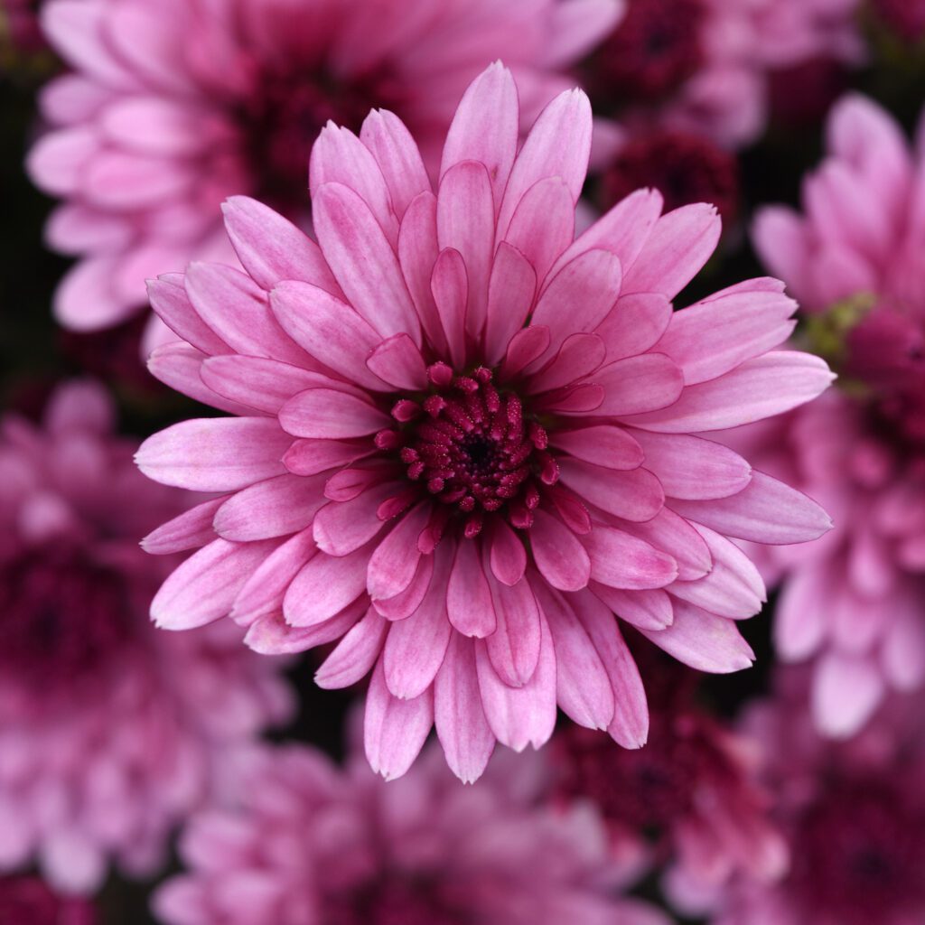 Garden Mum 'Cosmic Lunar Pink'