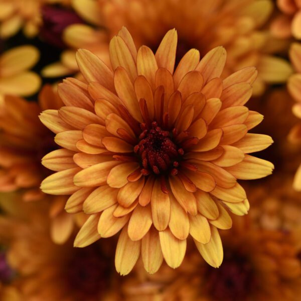 Garden mum 'cosmic meteor bronze'