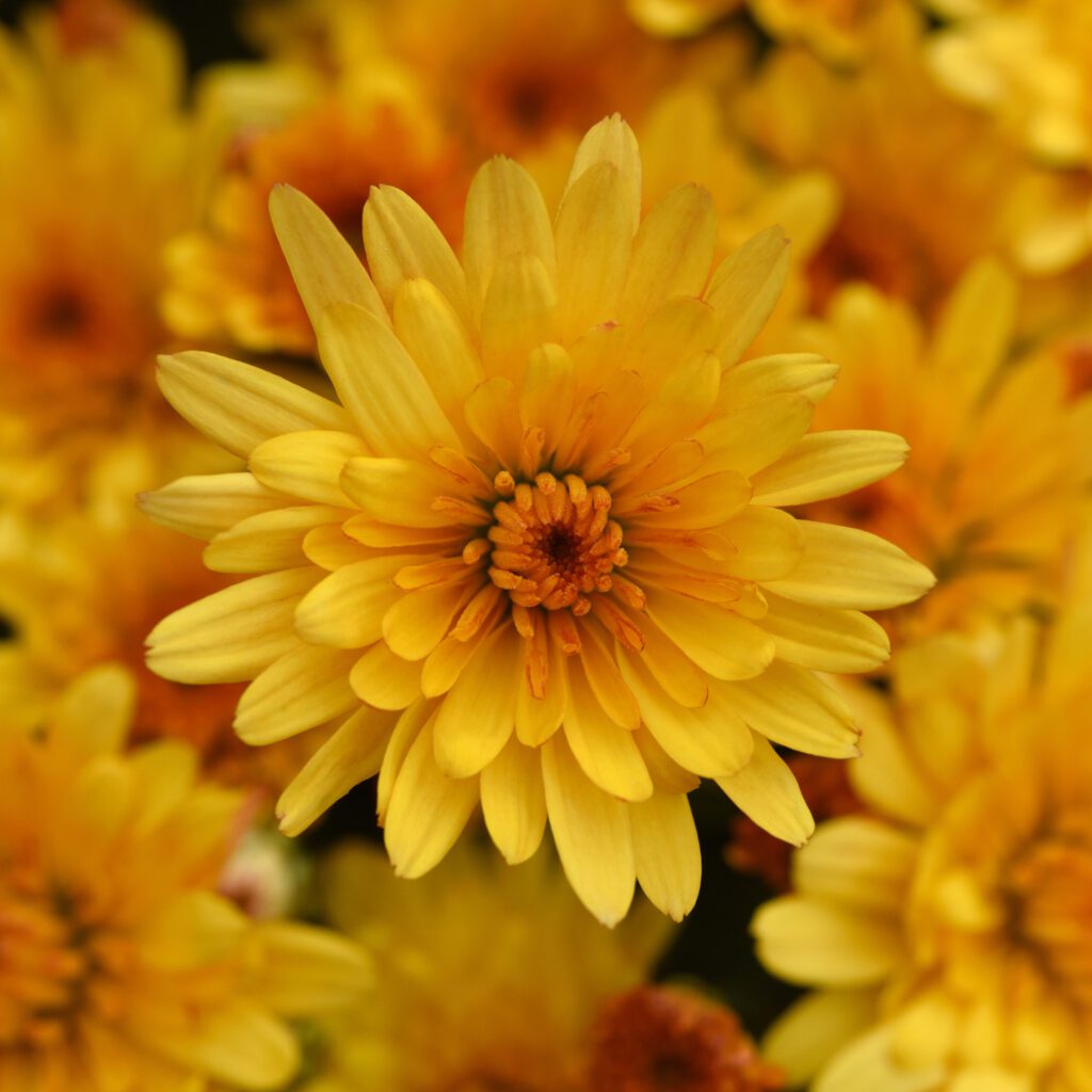 Garden Mum 'Cosmic Solar Yellow'