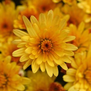 Garden Mum 'Cosmic Solar Yellow'