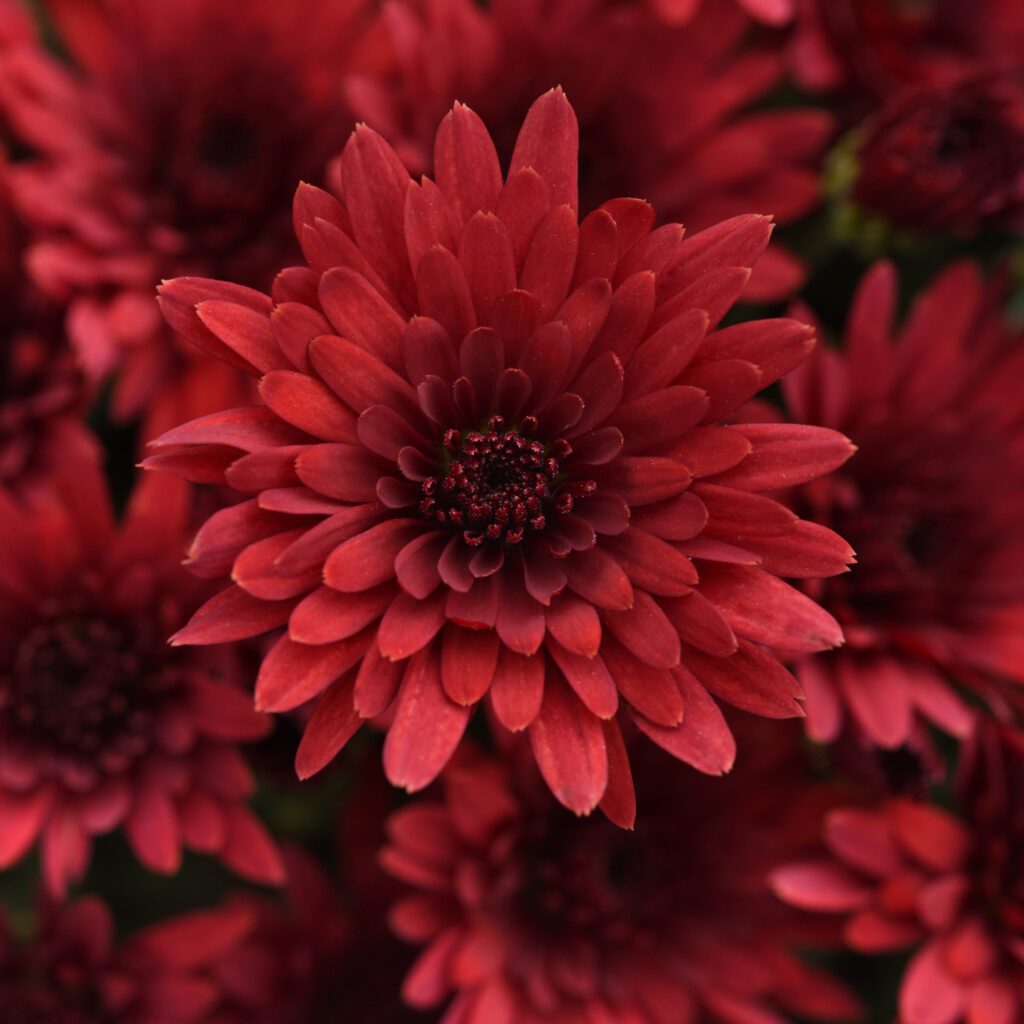 Cosmic Red Garden Mum