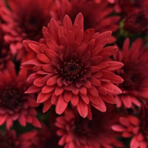 Cosmic Red Garden Mum