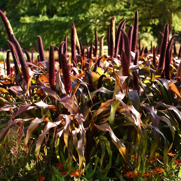 Copper Prince Ornamental Millet