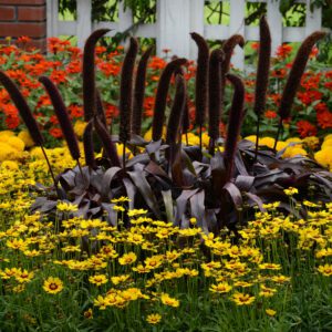 Copper Prince Ornamental Millet