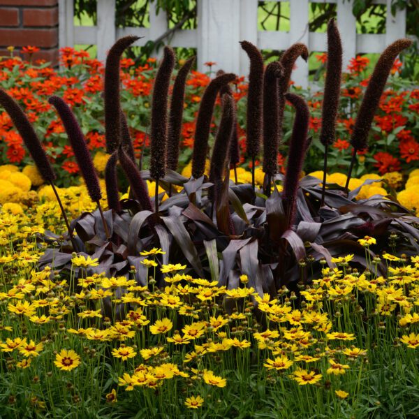 Copper Prince Ornamental Millet