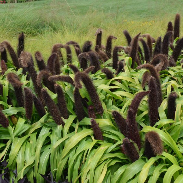 Ornamental Millet 'Jade Princess'