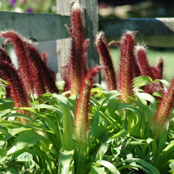 Ornamental Millet 'Jade Princess'