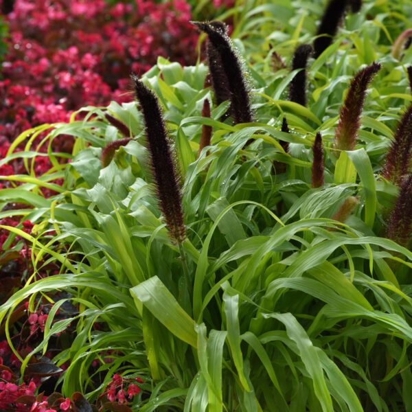 Ornamental Millet 'Jade Princess'