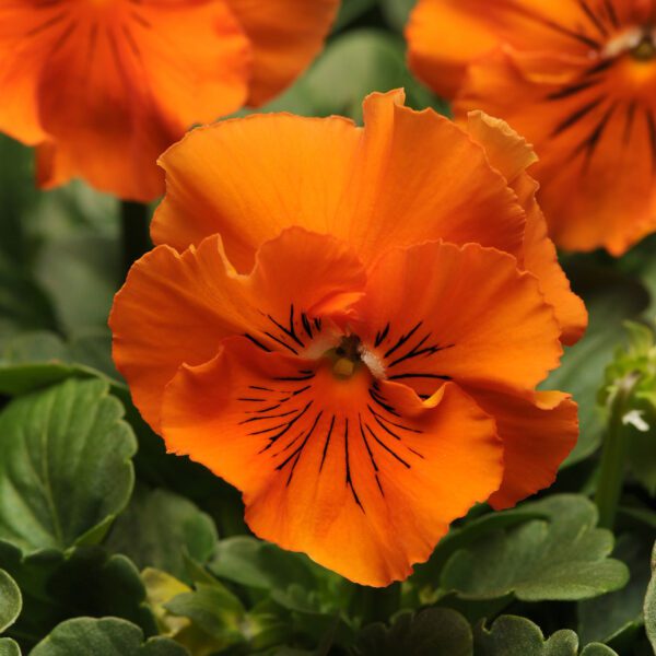 'Frizzle Sizzle Orange’ Pansy