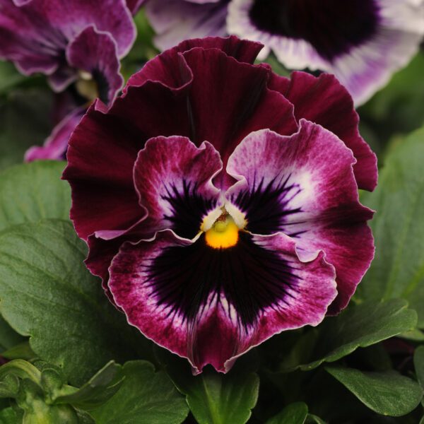 ‘Frizzle Sizzle Raspberry’ Pansy