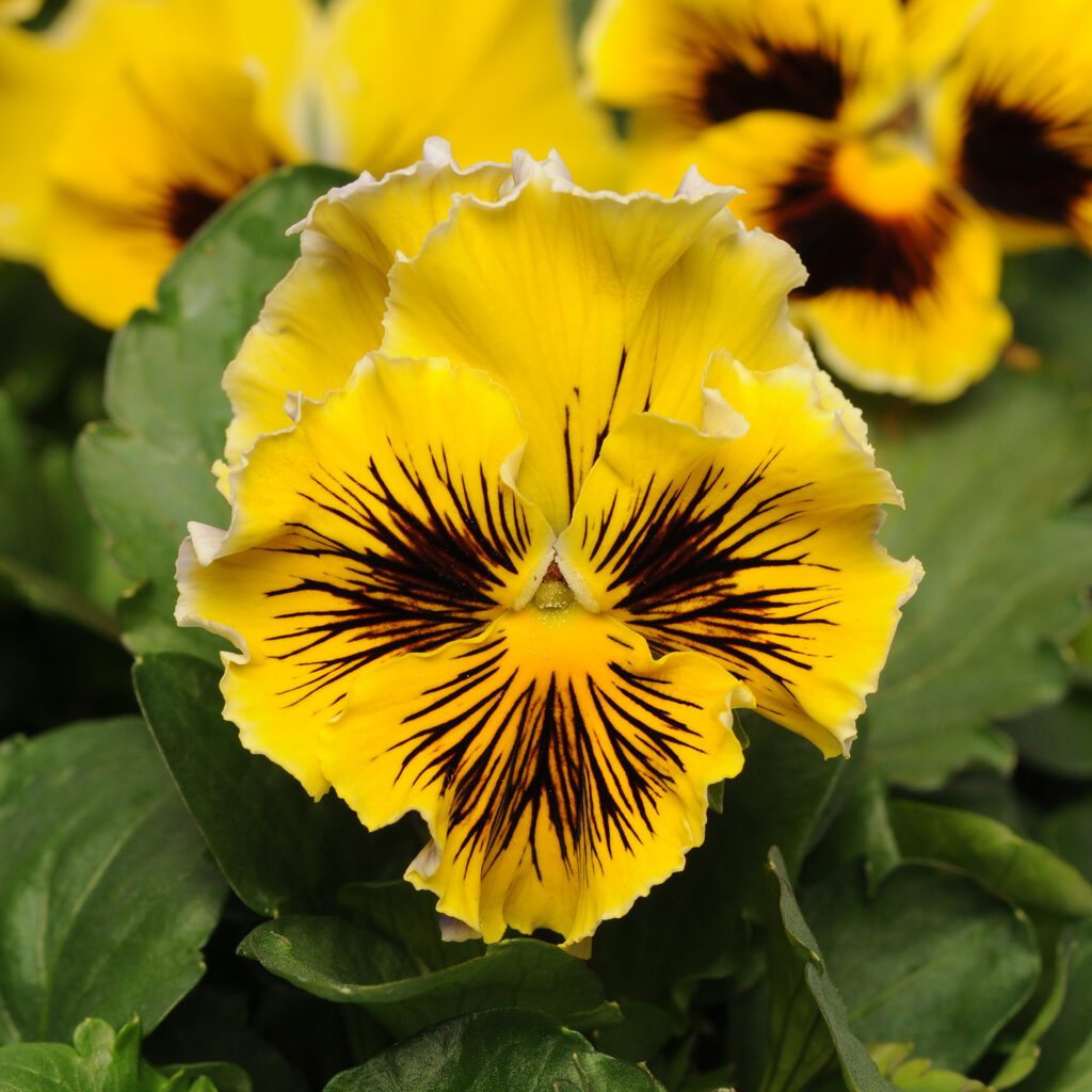 ‘Frizzle Sizzle Yellow’ Pansy