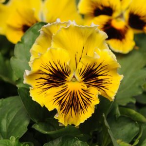 ‘Frizzle Sizzle Yellow’ Pansy