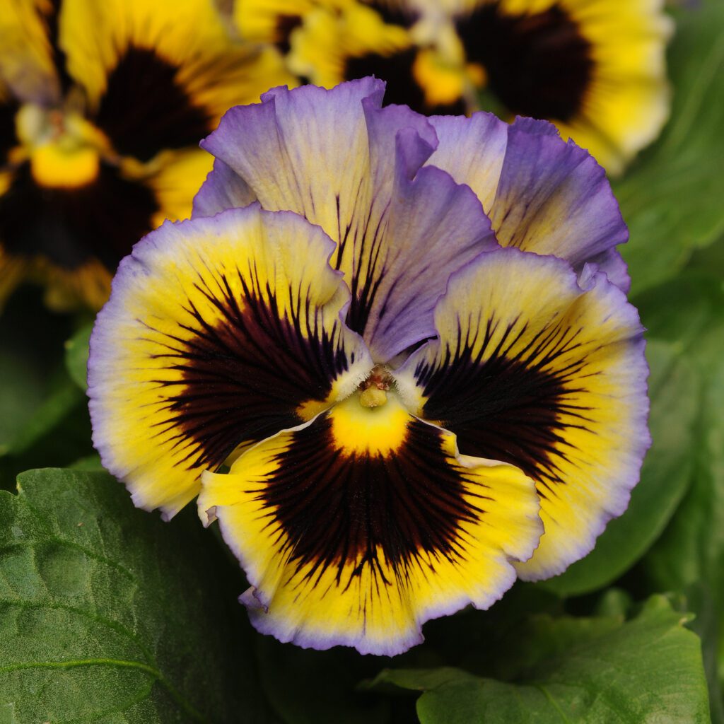 ‘Frizzle Sizzle Yellow-Blue Swirl’ Pansy
