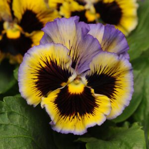 ‘Frizzle Sizzle Yellow-Blue Swirl’ Pansy