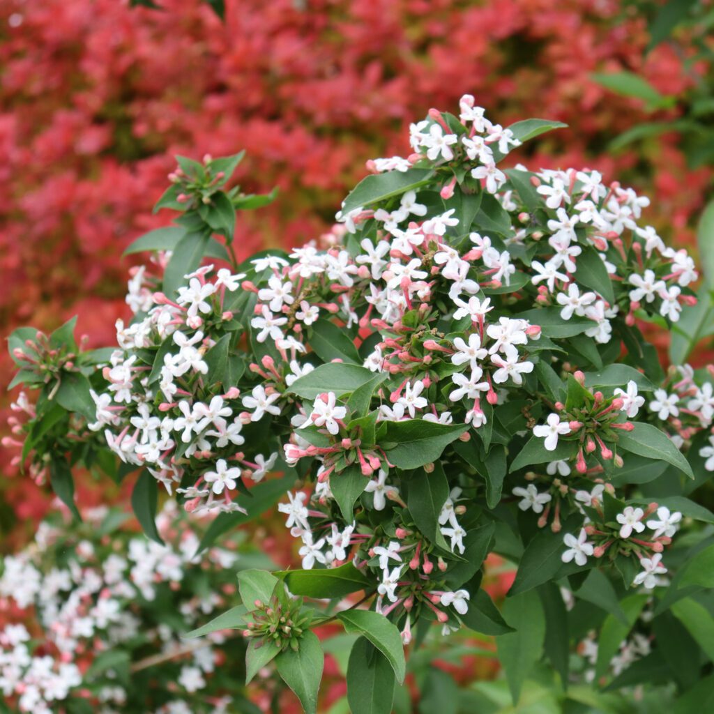 SWEET EMOTION BLAZE™ Abelia