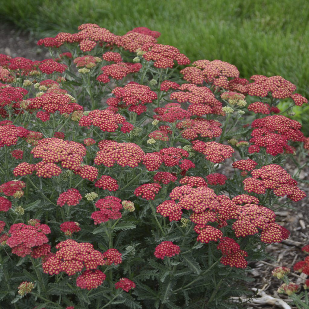 Achillea Firefly Red Pop