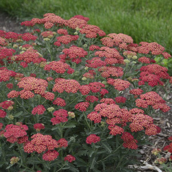 Achillea Firefly Red Pop