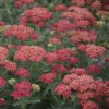 achillea firefly red pop