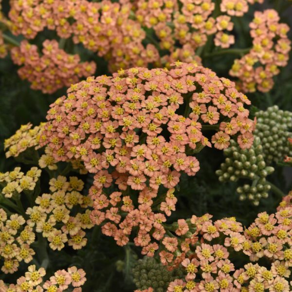New Vintage™ Terracotta Achillea (Yarrow)