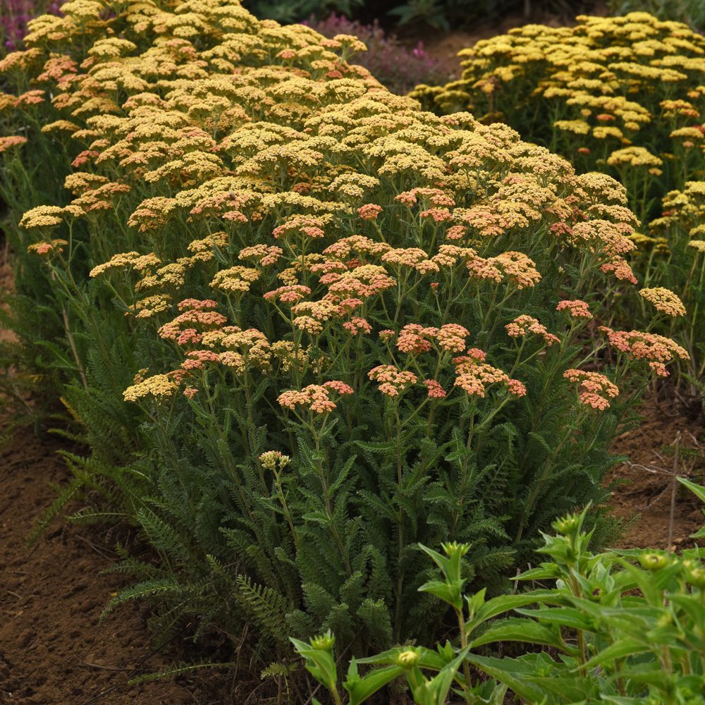New Vintage™ Terracotta Achillea (Yarrow)