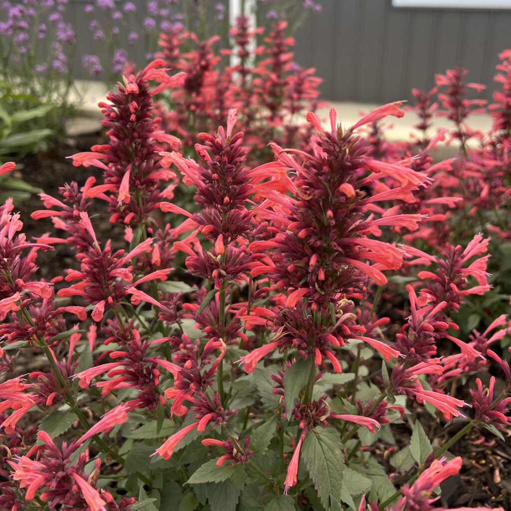 SUMMERLONG™ Coral Agastache
