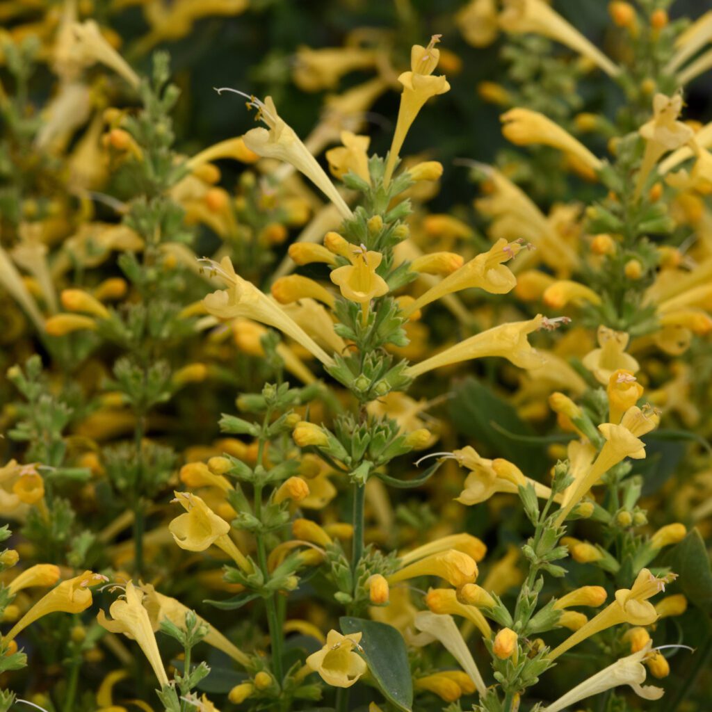 SUMMERLONG™ Lemon Agastache