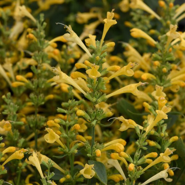 SUMMERLONG™ Lemon Agastache