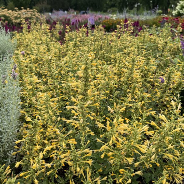 SUMMERLONG™ Lemon Agastache