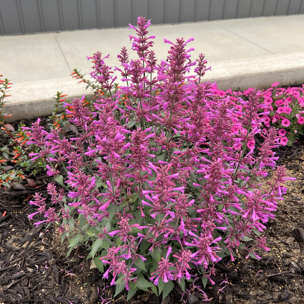 SUMMERLONG™ Lilac Agastache