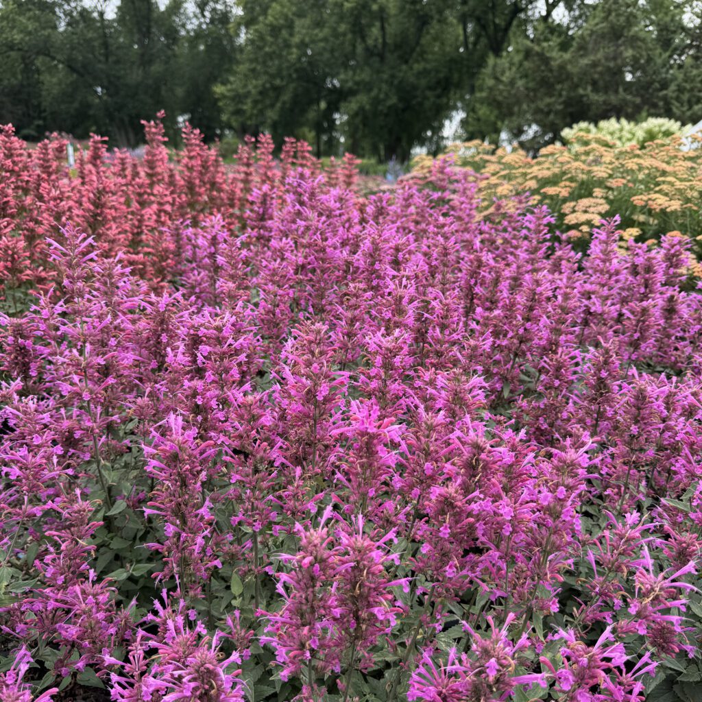 https://www.gardencrossings.com/wp-content/uploads/2024/12/agastache_summerlong_lilac_hyssop_gc_agalc_04-1024x1024.jpg