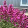 SUMMERLONG™ Magenta Agastache