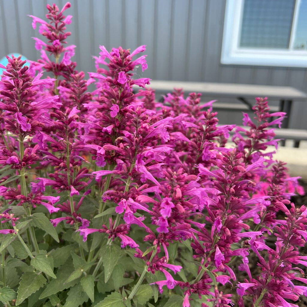 SUMMERLONG™ Magenta Agastache