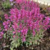 SUMMERLONG™ Magenta Agastache