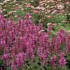 SUMMERLONG™ Magenta Agastache