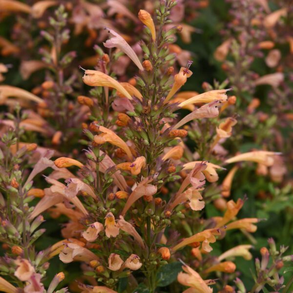 Summerlong Agastache