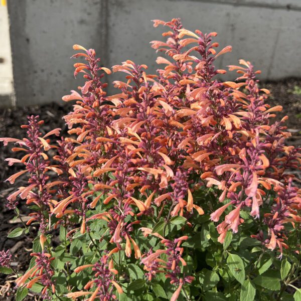 SUMMERLONG™ Peach Agastache