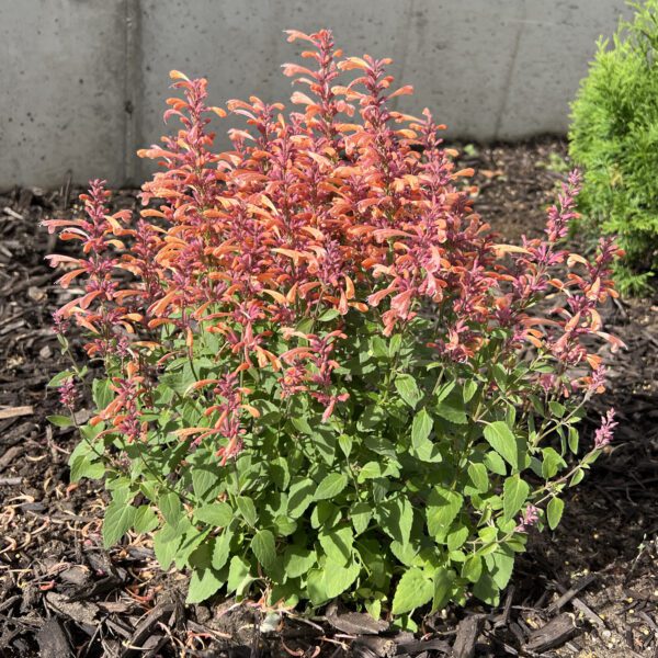 SUMMERLONG™ Peach Agastache