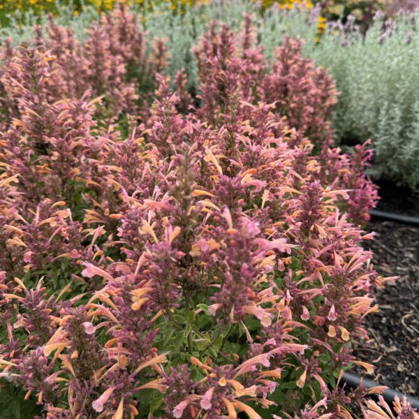 SUMMERLONG™ Peach Agastache