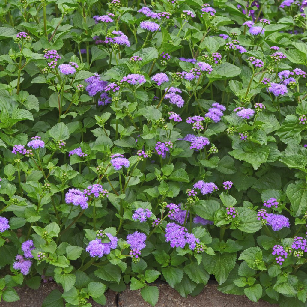 Monarch Magic™ Ageratum