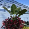 Emerald Isle™ Alocasia - Image 2