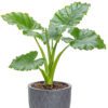 Emerald Isle Alocasia
