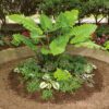 Alocasia - Elephant Ears