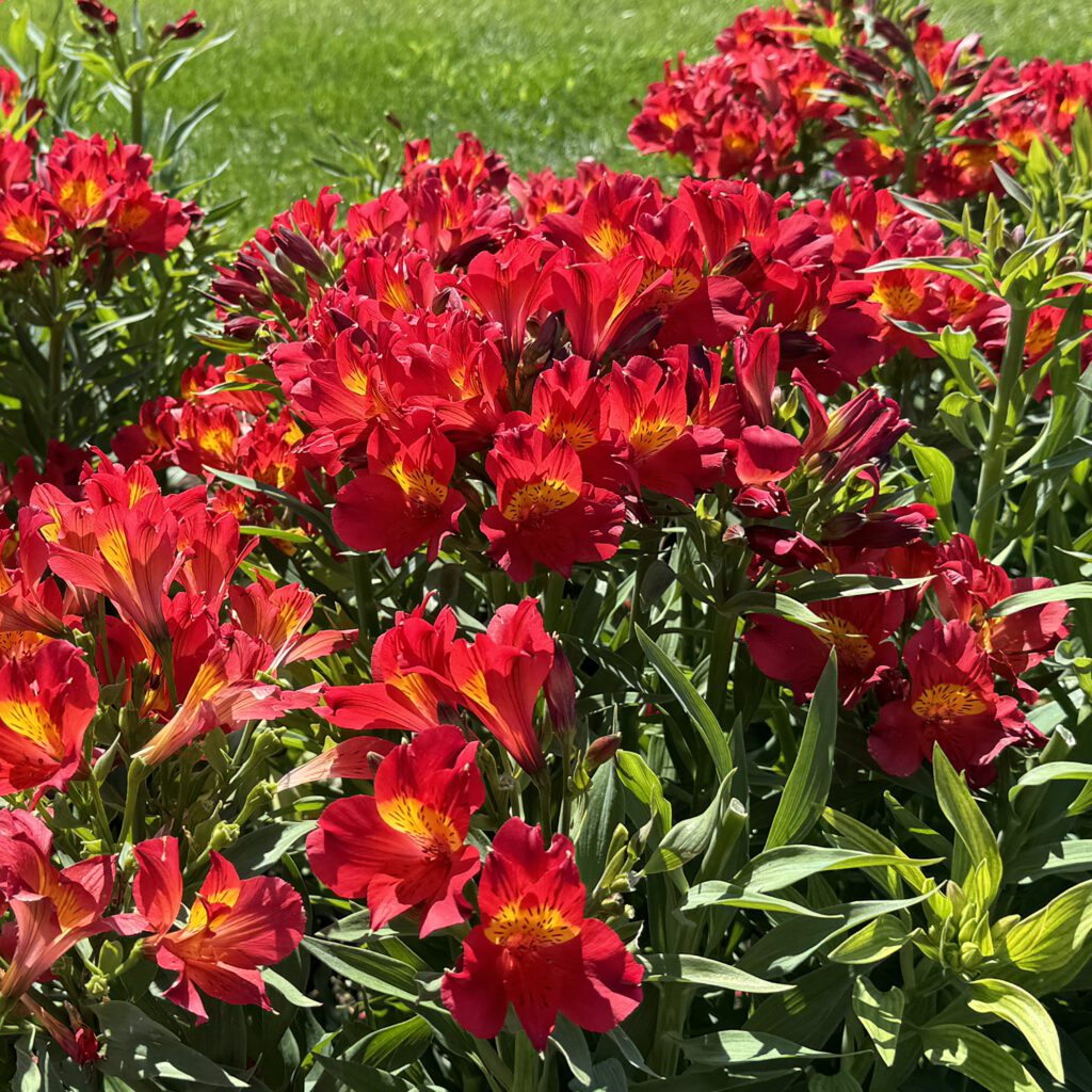Alstroemeria Summer Heat