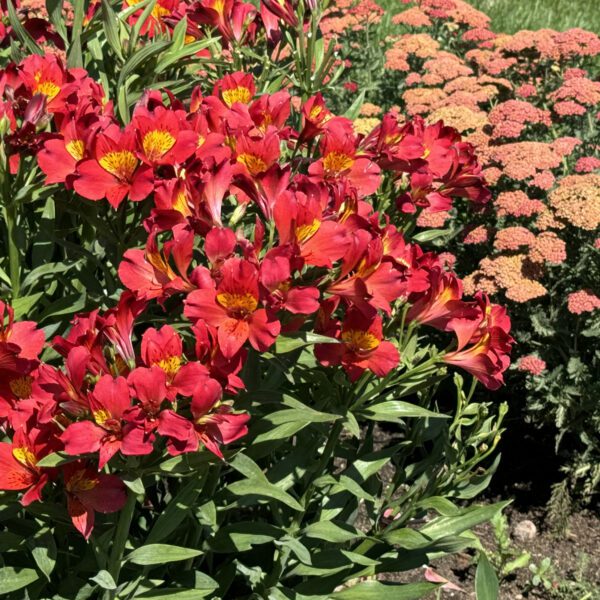 Alstroemeria Summer Heat