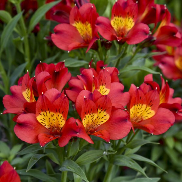 Alstroemeria Summer Heat