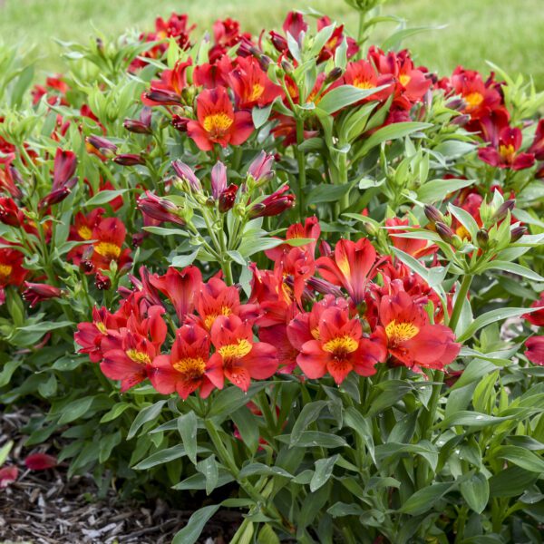 Alstroemeria Summer Heat