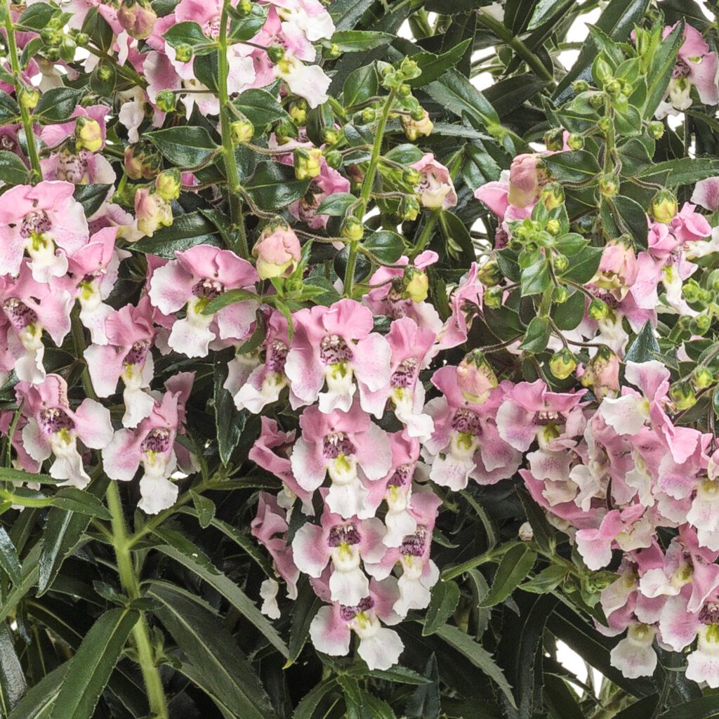 ANGELFACE® Wedgwood Pink Angelonia