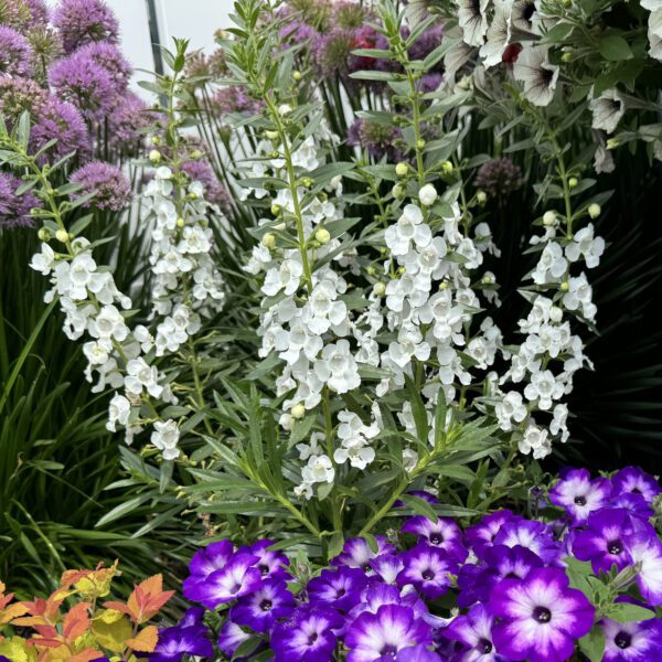 angelonia angelface white summer snapdragon