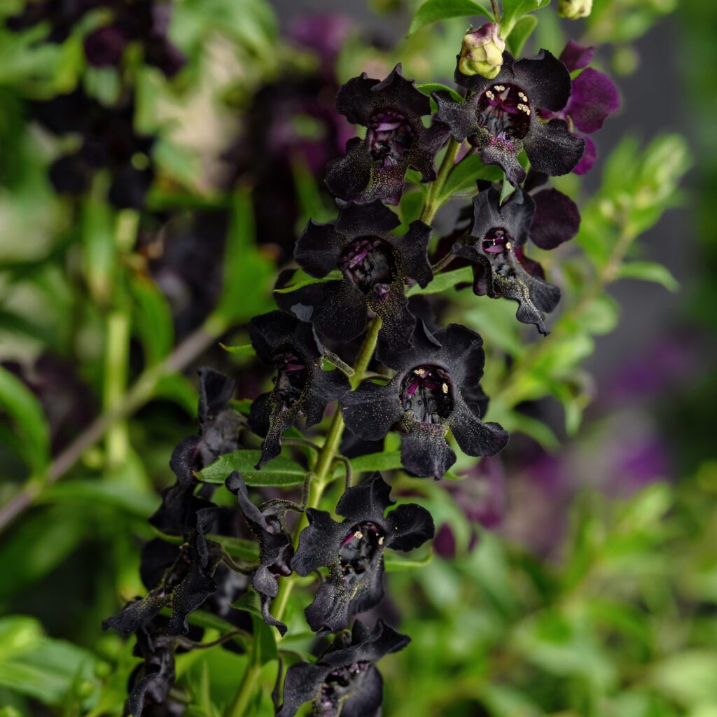 AngelFlare™ Black Angelonia